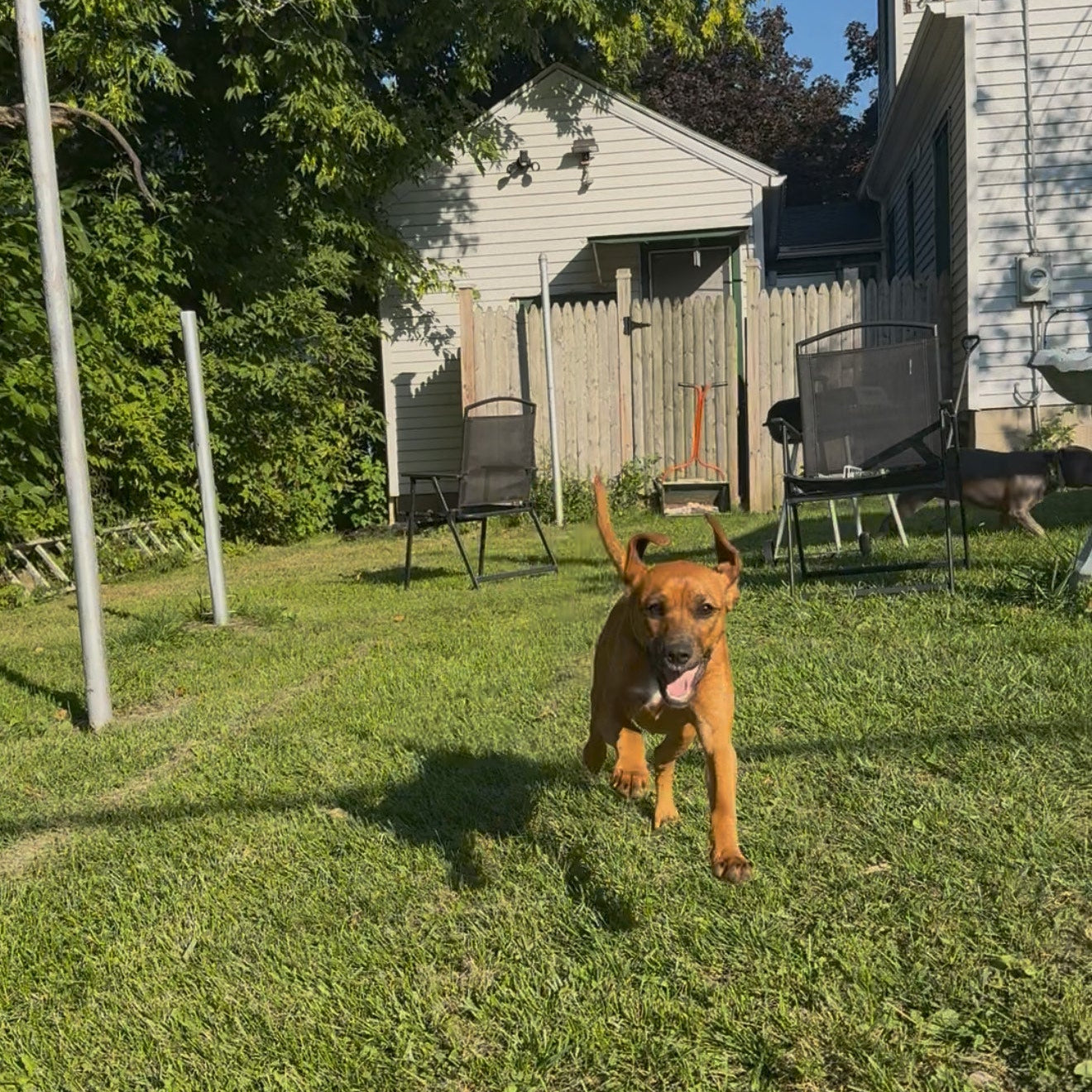 Roll Fresh – Worlds First Dog Deodorant